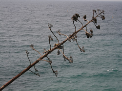 Cinque Terre