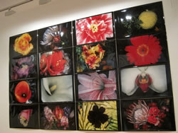 Araki Lugano