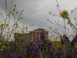 Selinunte fiori